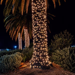 Warm white commercial fairy lights wrapped around palm tree trunks to illuminate surrounding shrubs at night.